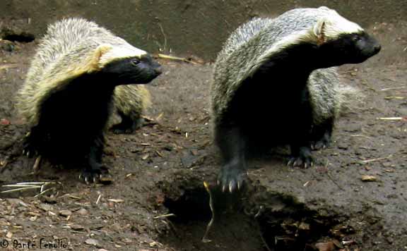 Getting to know the new neighbors; seems like the zoo animals were as interested in us as we were in them. Seeing rare or endemic Chilean fauna made our tasks that much more exciting. The Quique, Galictis cuja, a hyperactive mustelid, found our presence highly entertaining.