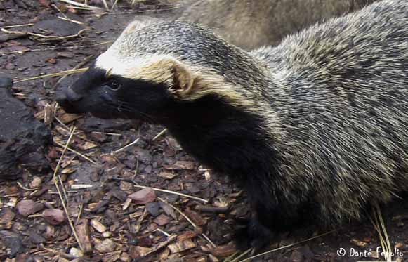 Like its northern cousin the Grison, the Quique is an aggressive predator. In fact, Chileans use the name “quique” to describe someone who is angry.