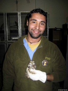 A new arrival at the zoo. Andrés holds a “chuncho,” an Austral Pygmy-Owl, Glaucidium nanum.