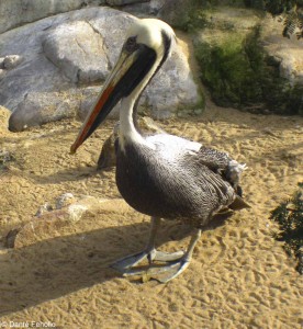 Our neighbor to the east, a Peruvian Pelican, Pelecanus thagus.