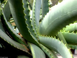 This place has cool plants (Aloe arborescens).