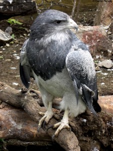 Our return to the zoo took us past the aviary with huge raptorial birds like this Black-chested Buzzard-Eagle (Geranoaetus melanoleucus).