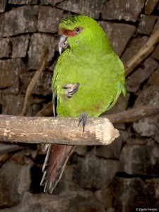 For bird lovers, seeing the endemic Slender-billed Conure (Enicognathus leptorhynchus) was a treat.