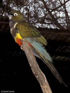 As was the spectacular Burrowing Parrot (Cyanoliseus patagonus).