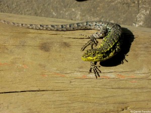 All the cutting and drilling drew the attention of a lizard (Liolaemus tenuis) living by the woodshop.