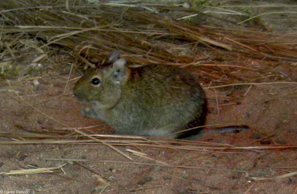 The trek to the woodshop took us past some interesting zoo inhabitants like this Degu (Octodon degu).