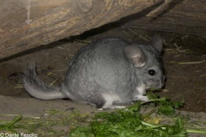 And the noise even woke up a nocturnal Chinchilla.