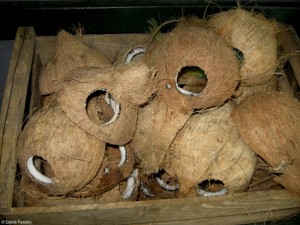 Cut, drilled, and ready to dry in the sun so the coconut meat can be popped out easily, then on to the terrariums.