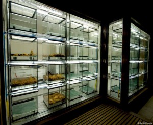 VOILA! Ladies and gentlemen, the Darwin's Frog Breeding Center is ready for business!!