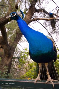 We got the feeling the peacock was interested in using our moss for a nest.