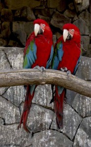 Our neighbors to the North, a pair of Green-winged Macaws (Ara chloroptera), were fascinated by all the activity.