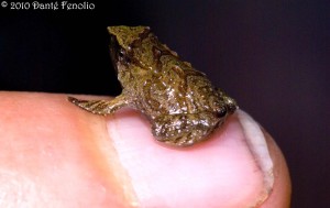 It is not impossible to come across very young Darwin's Frogs in the field. This is an example of a newly "coughed up" baby frog sitting on a finger tip.