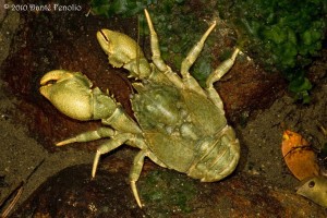 Every now and again we come across some of the aquatic inhabitants of these streams. This is a freshwater crab (Aegla sp.).