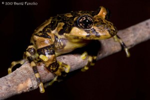 The amphibians that we have encountered have been great. This tree frog (Batrachyka antantartica) was encountered calling at night.