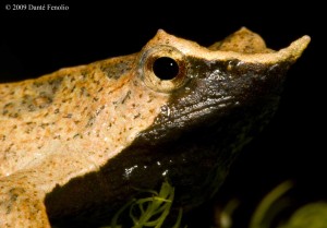 The profile of Darwin's Frogs is truly unique.