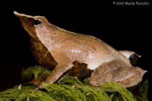 The fleshy appendages on the "heels" of Darwin's Frogs are called calcars.