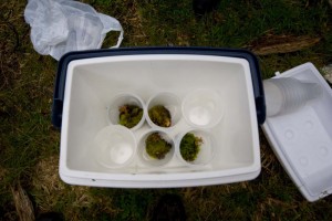 When we collected our first group of Darwin's Frogs from the field, we used a cooler to keep the frogs at an appropriate temperature during the trip back to Santiago.