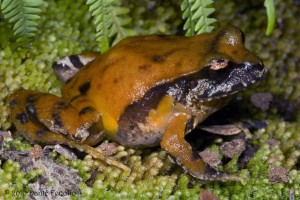 Great colors to Chile's Rosy Frog (Eupsophus rosae).