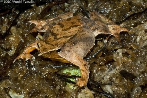 This is the the female that we believe bred with our male. Her job is now done. Female frogs deposit eggs and the male frogs take over from there. Males attend the developing eggs before taking their young into their mouths and on into their vocal sac.