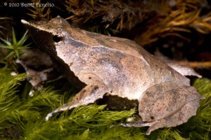 Many Darwin's Frogs have several colors present in their pattern.