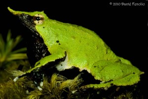 This is the male Darwin's Frog that is holding developing young in his vocal sac.