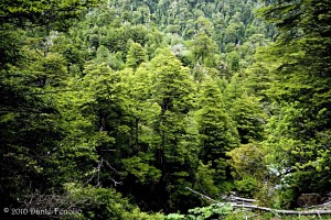 The humid temperate forests of South Chile hold amazing biodiversity.