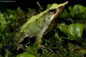 We have come across a number of green individuals but infrequently see a combinations of greens like this individual demonstrates.