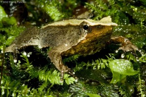 Darwin's Frogs with a combination of browns and tans in their pattern are the most common encounters.