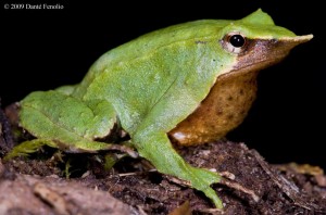 Our experiences have been that one shade of green in individual Darwin's Frogs, like this individual, is more common than frogs with two shades of green.