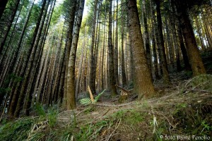 Much of Chile's southern temperate forests have been converted to monoculture plantations of exotic trees.