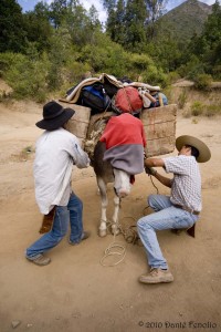 We have had to use mules to carry our gear into remote localities for longer camping trips.