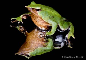 The lower abdomen and undersides of the legs are often colored black and white.