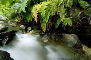 Lush vegitation often grows right to the water's edge.