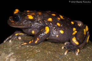 I had hoped that we would come across some of Chile's "False Toads" (this is Telmatobufo venustus).