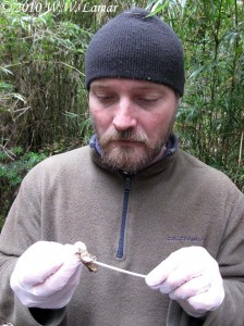 Skin swabs are the contemporary way that scientists test for amphibian chytrid fungus. The process is relatively non-invasive. A swab is rubbed on the skin of the amphibian a number of times, then sent to a lab for PCR testing. The animal is released, unharmed.