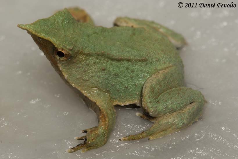 Some of the babies develop green coloration early off.