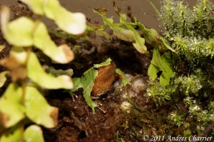 This male Darwin's Frog in our facility remained with the developing clutch (his hand rests on the eggs) for most of their developmental period.