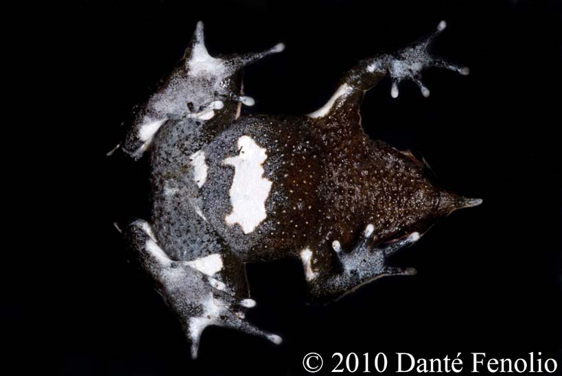 The ventral surface of Darwin's Frogs (Rhinoderma darwinii) is often times a beautiful series of white patches on a darker background color.