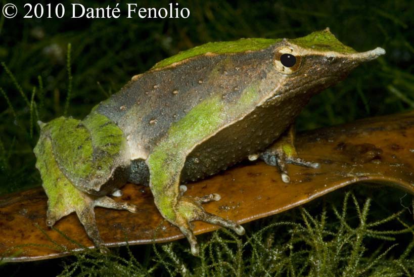 Some individual Darwin's Frogs (Rhinoderma darwinii) have a nice mix of greens with other colors.