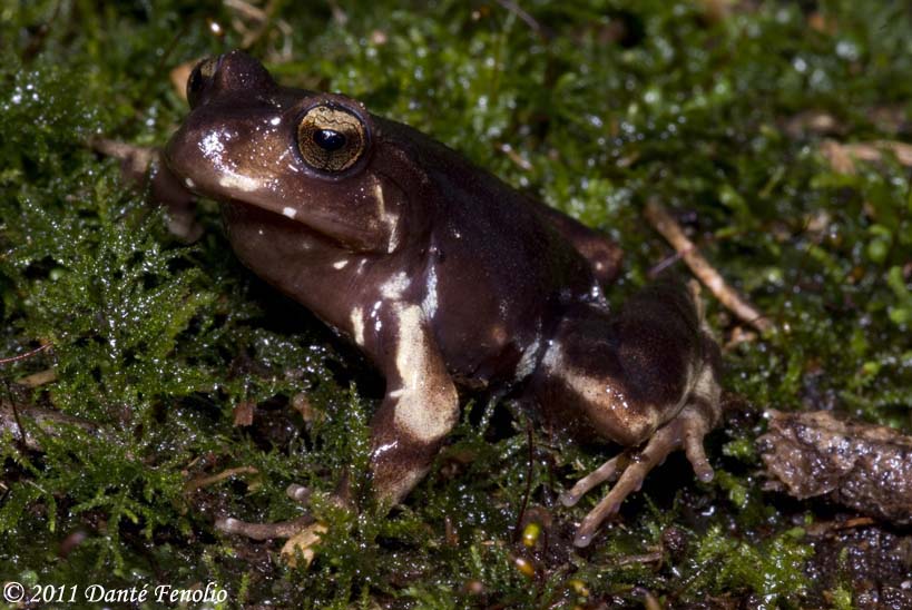 Miguel's Ground Frog (Eupsophus migueli) is know from its type locality Known only from the type locality (Mehuín, Valdivia Province, Chile).