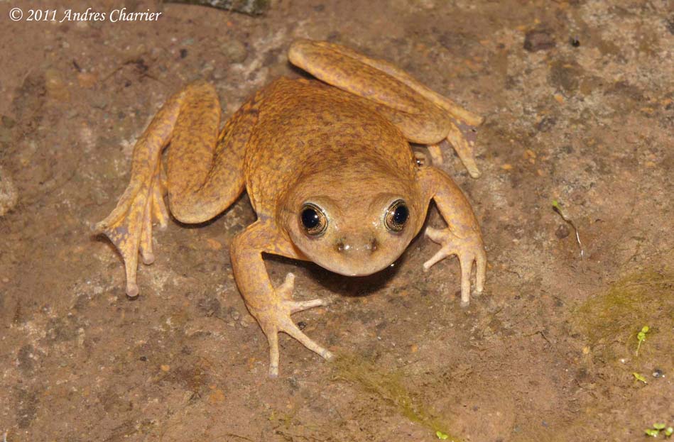 The Mountain Spiny-chest Frog (Alsodes montanus) is found in Central Chile at elevations above 2000m.