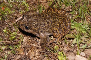 The La Parva Spiny-chest Frog (Alsodes tumultuosus) inhabits a tiny patch of habitat near a ski resort.