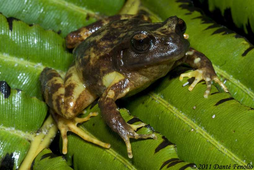 Eusophus contulmoensis is now restricted to a tiny roadside park.