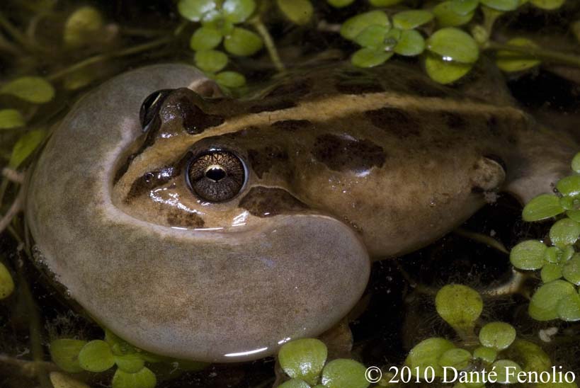 It's always nice to see amphibians calling and breeding in the field. This is the Four Eyed Frog (Pleurodema thaul) calling.