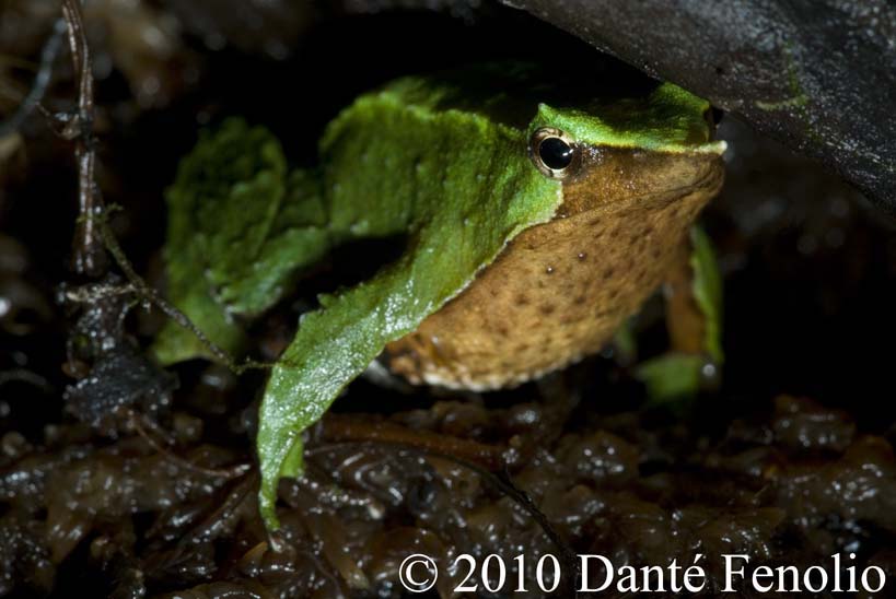 This male is brooding a clutch in his vocal sac. He was photographed through the front opening doors of his terrarium without having to disturb him.