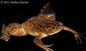 An introduced species in Chile, the African Clawed Frog (Xenopus laevis) may have been the carrier of amphibian chytrid fungus to Chile.