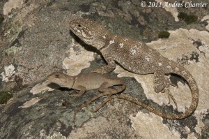 Andres Charrier captured this beautiful images of Pristidactylus valeria with a juvenile.