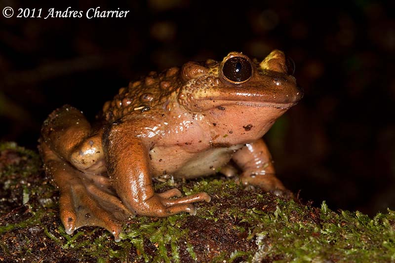 Bullock’s Mountains False Toad (Telmatobufo bullocki) is widely considered one of the rarest frogs in Chile.