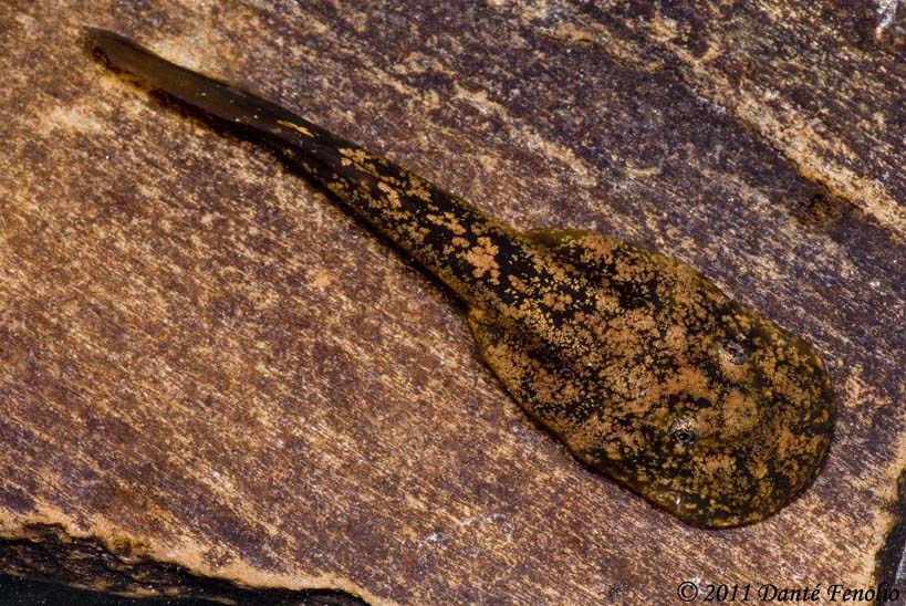 The tadpoles of the False Toads are a stream type tadpole with a suctorial disc to scrape food from the substrate and hold on in fast flowing waters.