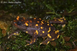 The Chile Mountains False Toad (Telmatobufo venustus) is a spectacular frog with a very small range.